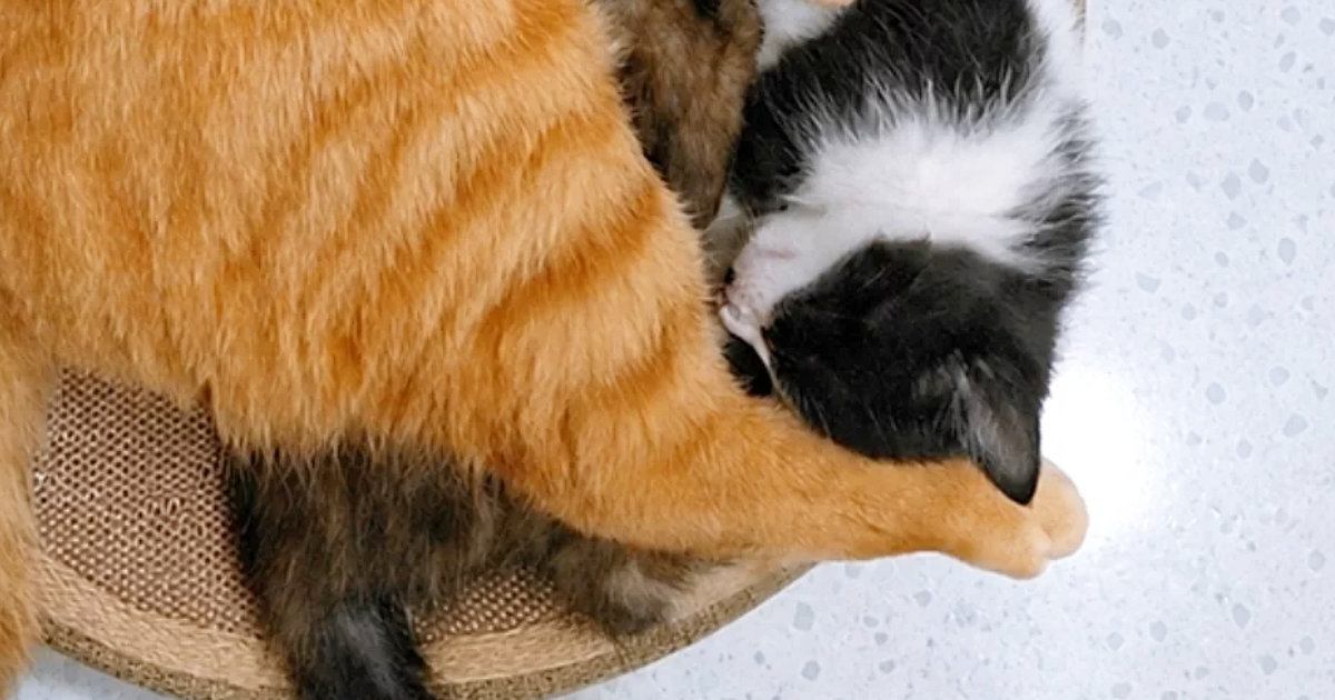 寝る場所は他にもあるのに…ベッドに集まった『パパ猫と子猫たち』の様子が可愛すぎると反響「ぎゅうぎゅう詰めｗ」「テトリスかな」