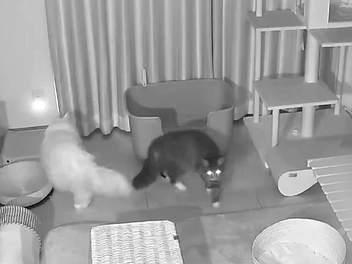 はじめてケージから出て夜を過ごす保護猫→見守りカメラで撮影してみたら、先住猫と…『まさかの光景』に「なんて素敵な光景」「癒された」