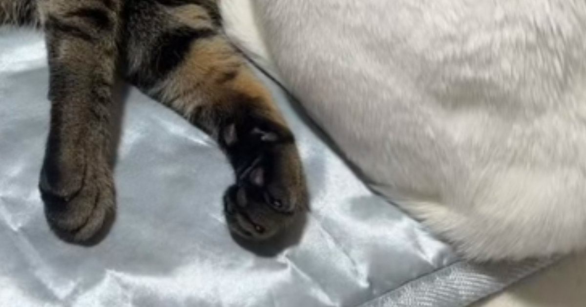 仲良くくつろぐ『2匹の猫』を見たら→1匹の『頭』が……衝撃の瞬間に「一瞬ビックリするやつｗ」「二度見してしまったｗ」と22万再生