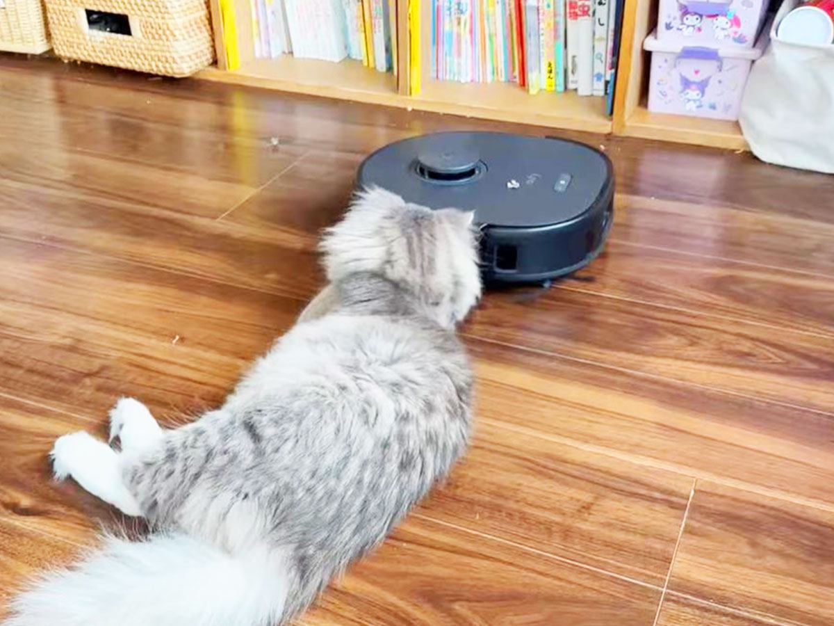 猫のいる部屋で『ロボット掃除機』を起動したら…予想外の『仲良しすぎる光景』に「友達になったみたい！」「掃除機も健気に仕事を…ｗ」の声