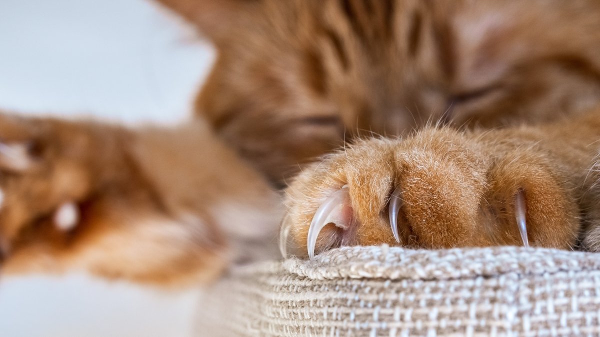 猫と生活していると目にする『落とし物』5選　爪や抜け毛…問題ない？注意したいケースも解説