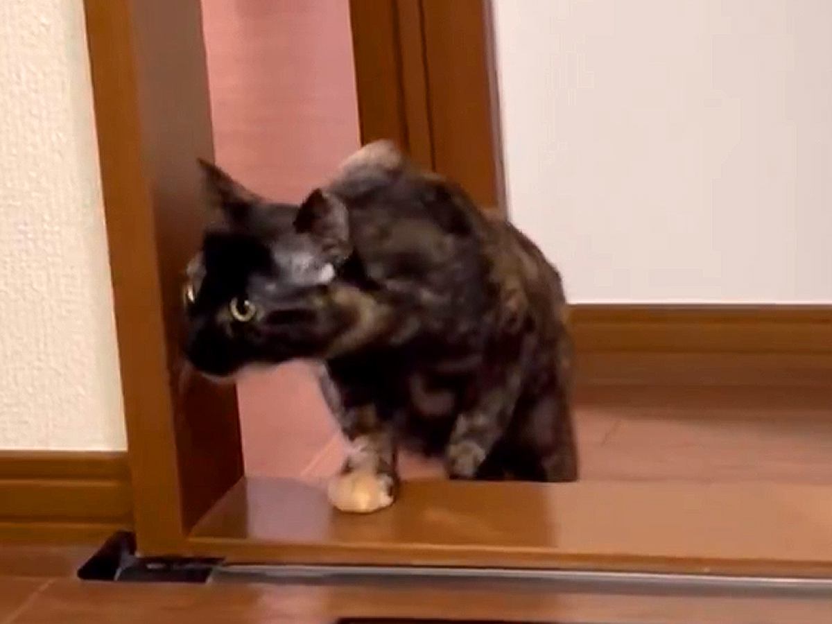 『お風呂はキケン』と認識している猫→飼い主が入っているのを発見すると…尊すぎる『素敵な行動』に絶賛「なんと健気な…」「愛されてるね」