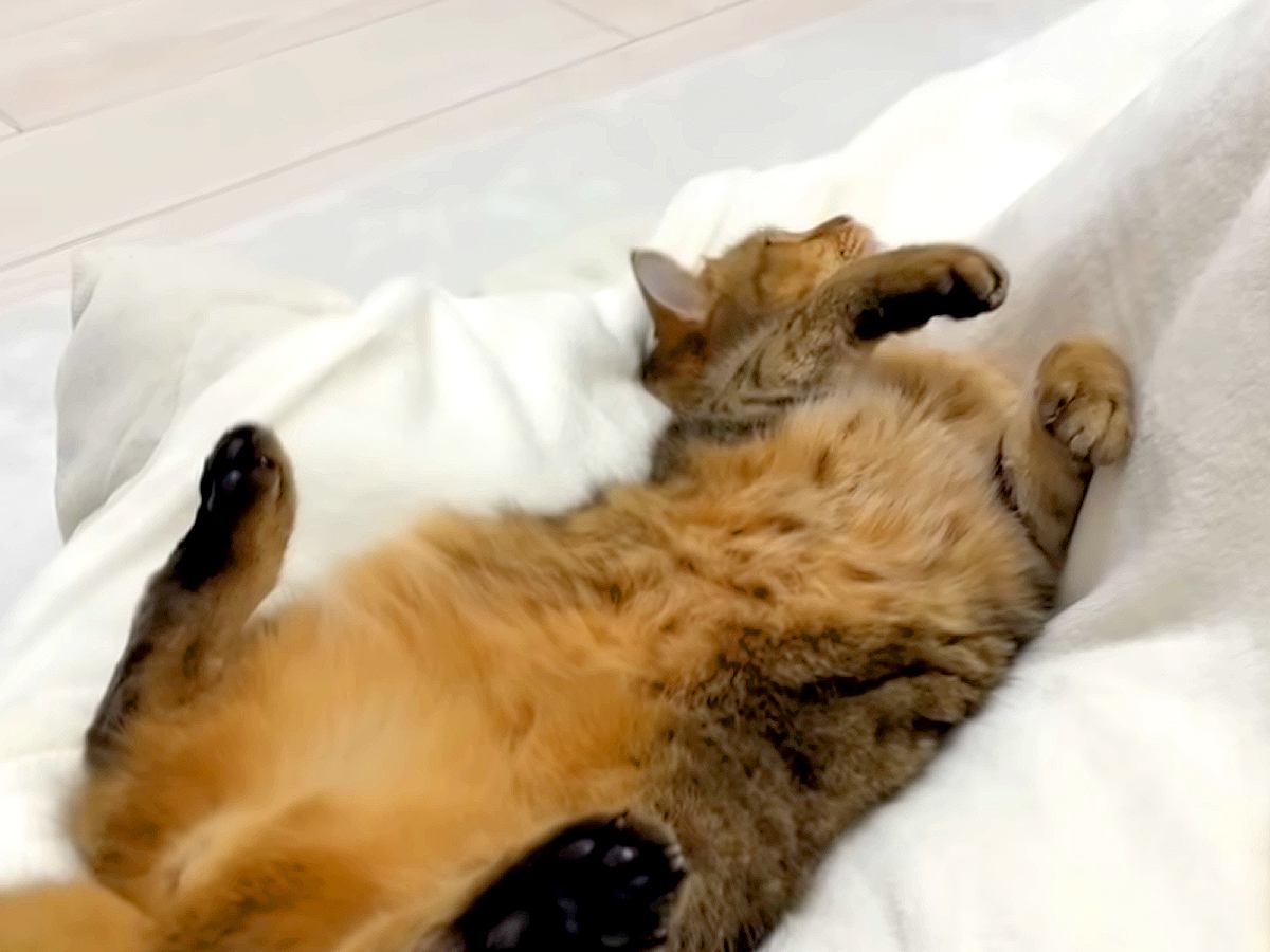 こたつでくつろいでいると、となりに『猫』がやってきて…予想外の『ベストポジション』に「まさに無だね」「ポーズがかわいすぎる」と反響集まる