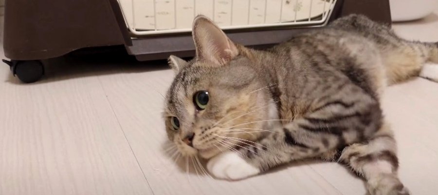 『ビクーッ！』突然の連発くしゃみに驚く猫ちゃんの反応が可愛い