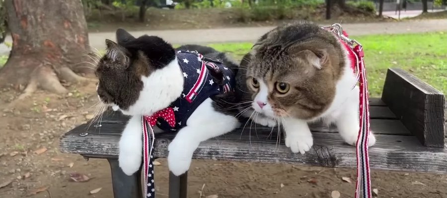 大好きな犬くんと朝散歩♡お外でのんびりする猫さんたちにほっこり