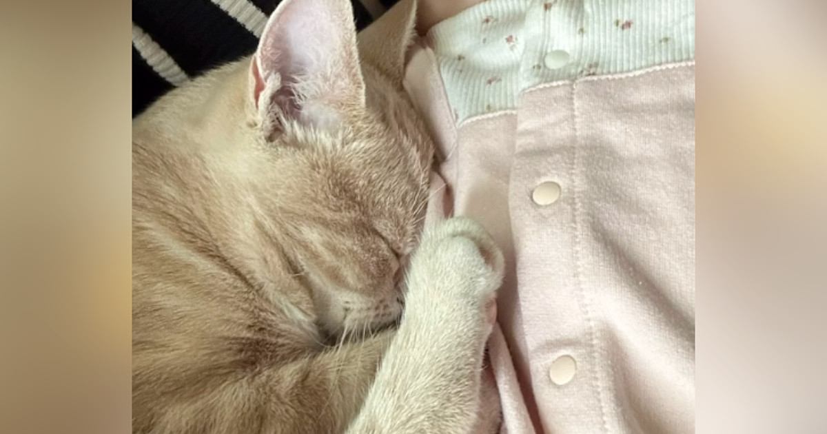 布団で寝ている赤ちゃん→すぐ横には『猫』がいて…ずっと見ていたくなる『尊い光景』に反響「めちゃめちゃ仲良しで可愛い」「癒される」