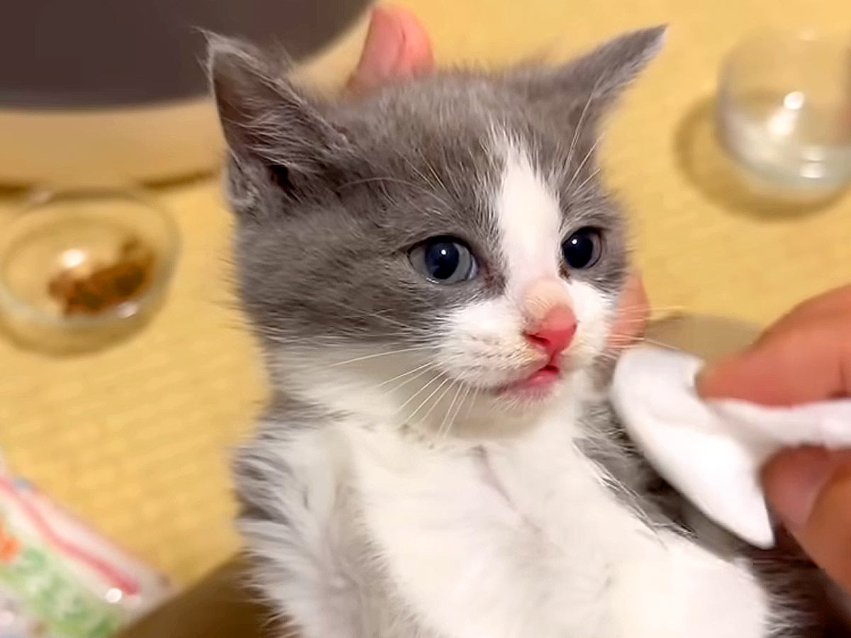 ビビりな５匹の保護子猫→１匹ずつ顔を拭いた結果…胸キュン必至の『可愛すぎる光景』が17万再生「みんなしっかり意思があるねｗ」