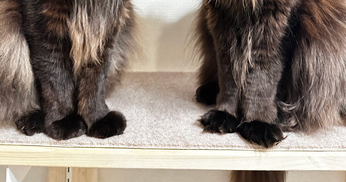 長い毛が特徴的な『２匹の猫』→棚の上に並んだ結果…あまりにも『神々しすぎる雰囲気』に「思わず拝んじゃう」「ありがたや〜」と反響