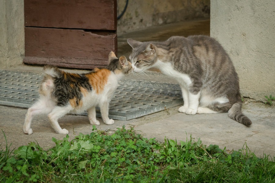 猫の縄張り争いについて その原因と決着のルール