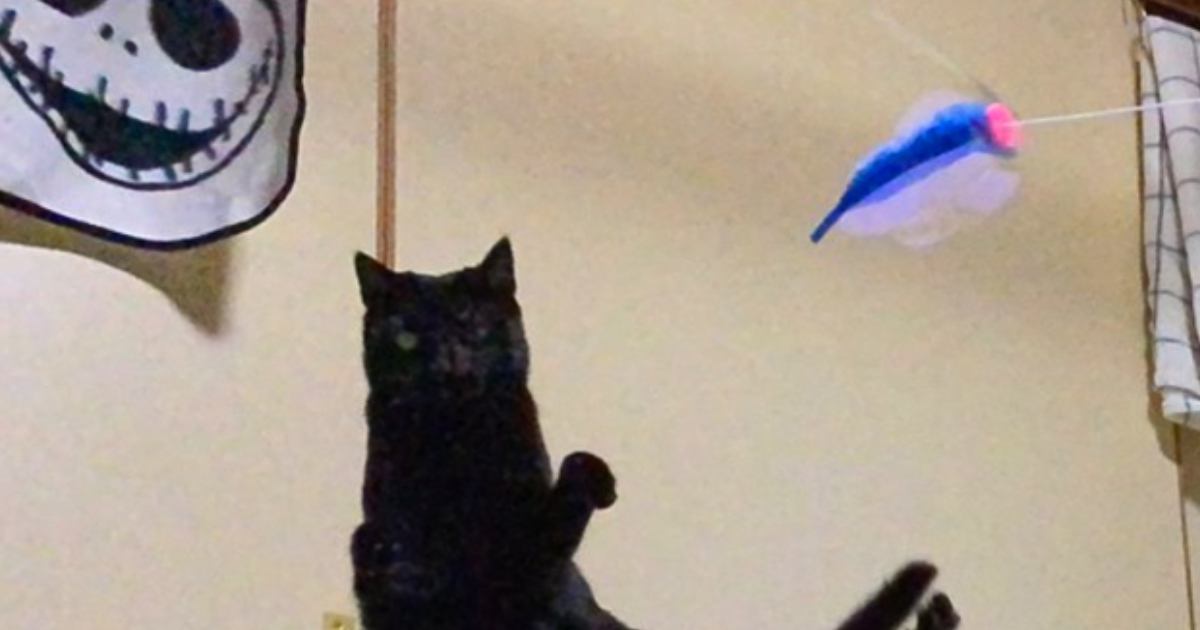 黒猫が大きくジャンプした瞬間を撮ったら…ひらがなにしか見えない『まさかのポーズ』に３万いいね「CGみたいに綺麗ｗ」「芸術作品」