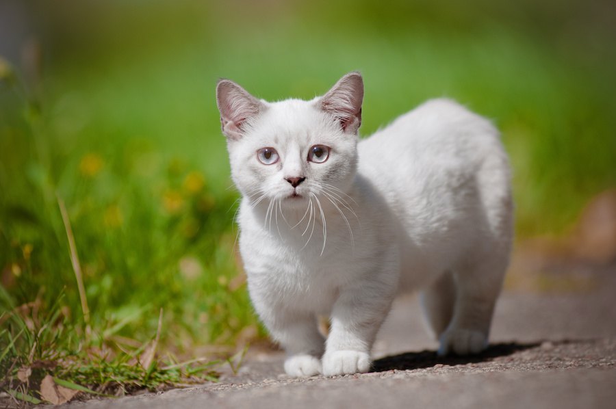 『寿命が短い猫』の種類３選