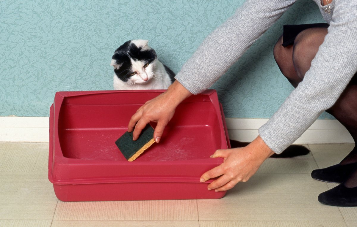 猫が心の中で『ガマンしていること』4つ　気付いてあげたいサインから改善のヒントまで