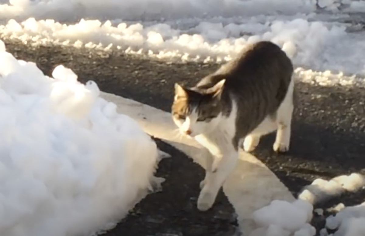 『突然泣きついてきた野良猫』を助けた結果…まさかの『恩返し』が11万4000再生「尻尾ピーンが愛おしい」「工作員だったのかも」の声