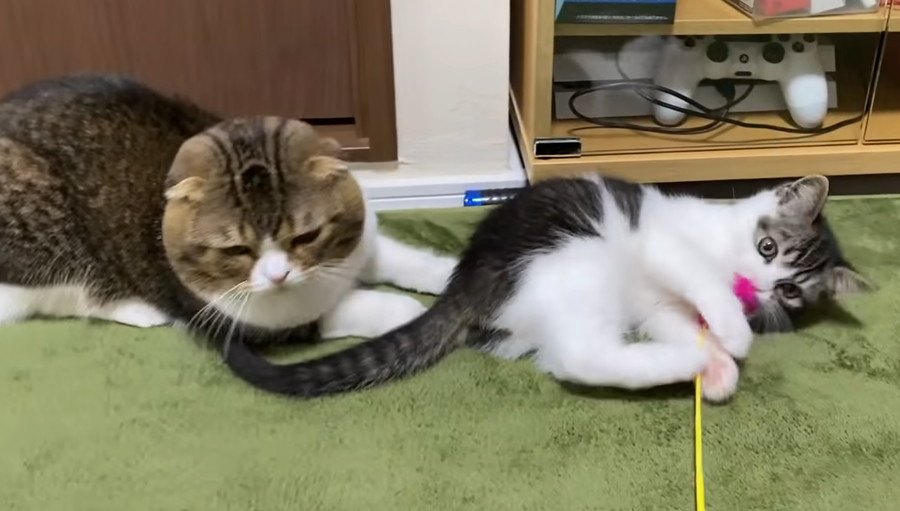 子猫におもちゃをとられたパパ猫がとった行動とは？