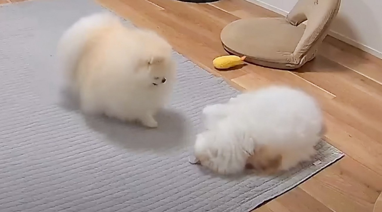 飼い主がお風呂に行った後の『猫と犬の様子』を覗いてみたら…胸キュン必至の『可愛すぎる光景』が3万再生「ほっこり」「子守りみたいｗ」