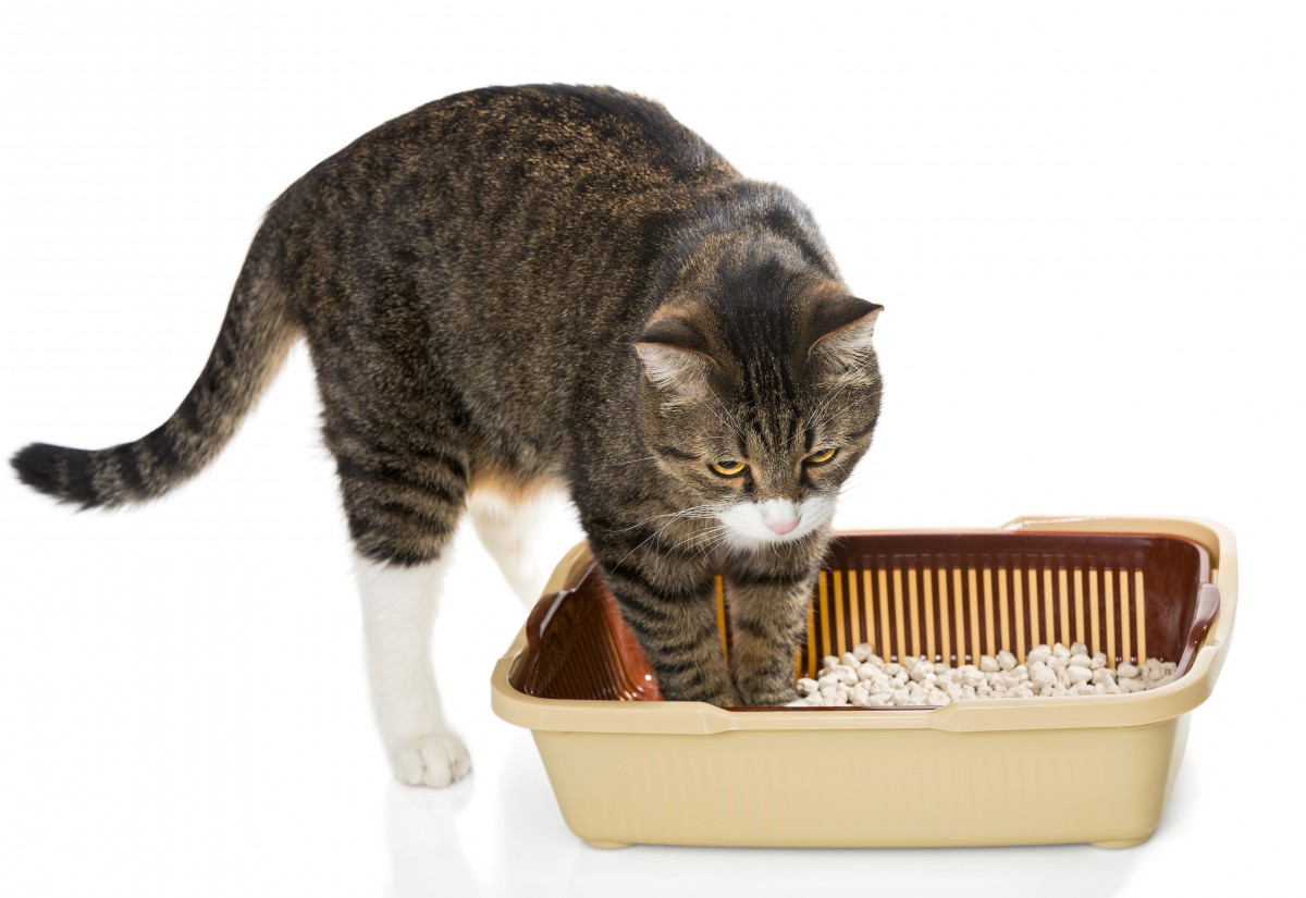 猫砂選びの2つのポイントとオススメ3種