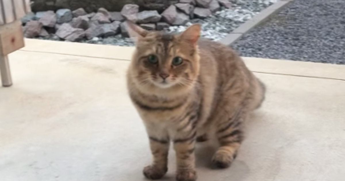 突然玄関先に現れた猫→毎日のように『入れて』と家に来るようになって…心温まる展開が225万再生「NNNから来たね」「運命の出会い」