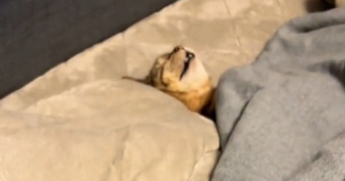 こたつでくつろいでいた『キジトラ猫』→まるで人間のように使いこなす『可愛すぎる光景』に「幸せそうｗ」「人間より気持ちよさそうｗ」と反響