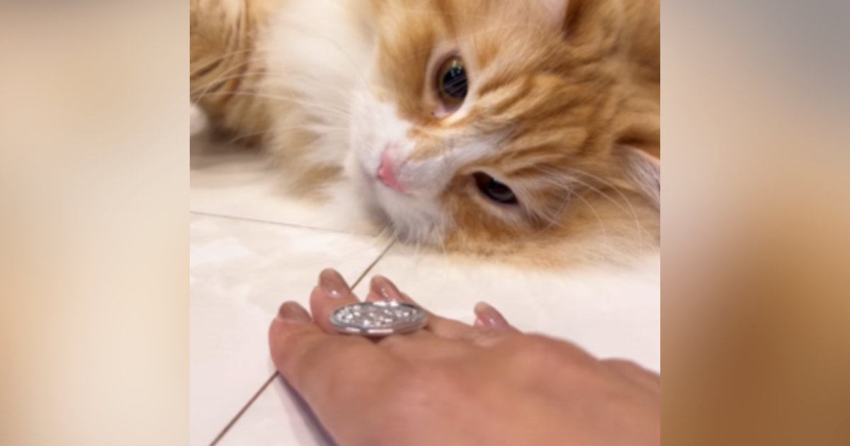 猫は『マジックができる？』チャレンジさせてみた結果……驚きの展開に「天才マジシャン誕生」「ほんまに天才やんｗ」と58万再生