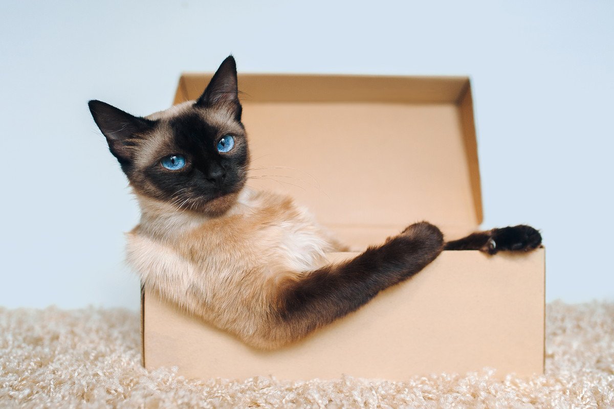 猫が『段ボール』に夢中になる理由5つ　なぜ入りたがるの？心理・習性のヒミツとは