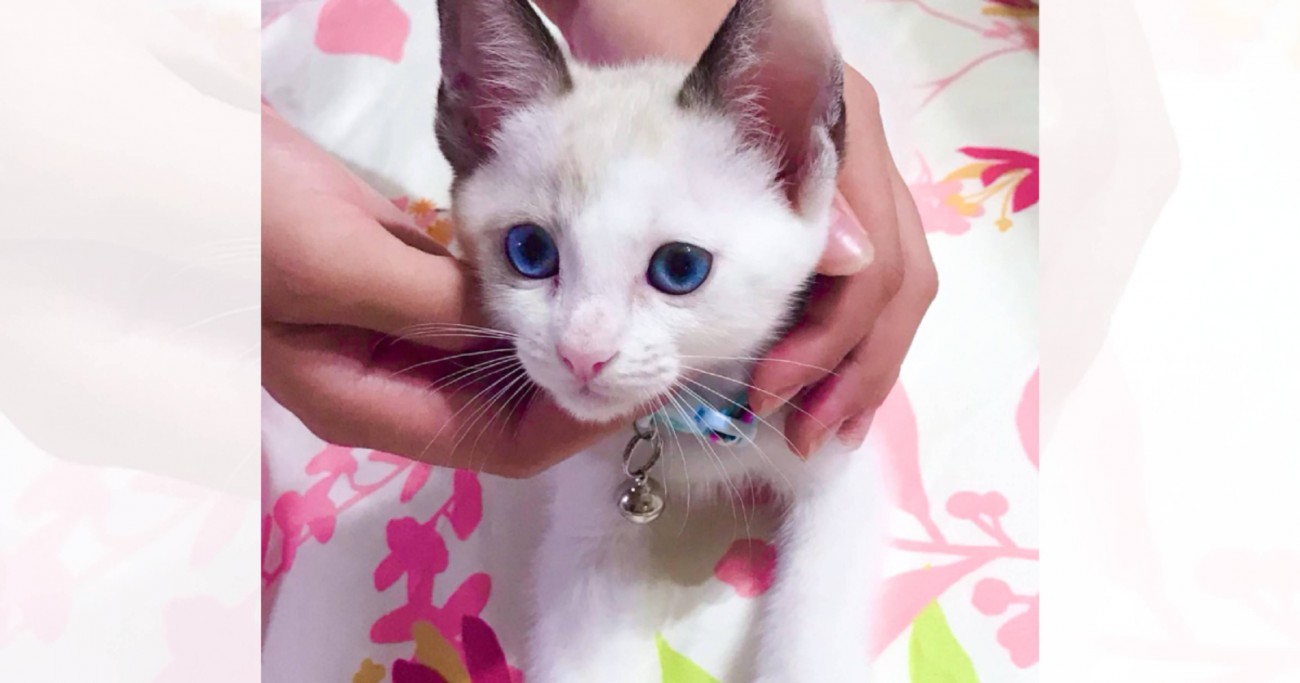 青い目が美しい『生後1ヶ月半の子猫』→約3年が経過すると…成長ビフォーアフターが素敵すぎると反響「宝石みたいに綺麗」「吸い込まれそう」