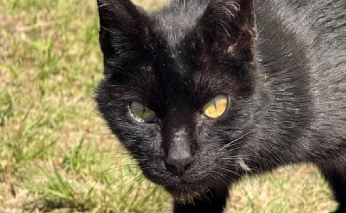 往復4時間もかかる山の頂上に『遺棄された黒猫』→探しに行った結果…予想外の光景に涙がでると25万再生「優しさに感動」「ありがとう」