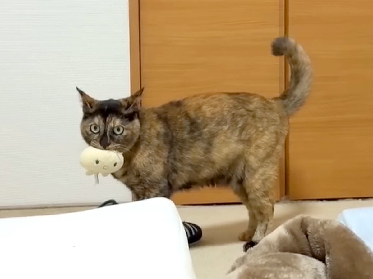ベランダへ洗濯物を干しにいくと、元野良猫が大声で鳴きだして…切なすぎる『理由』と同居猫との性格の違いに「行動が可愛い」「悶えた」と反響