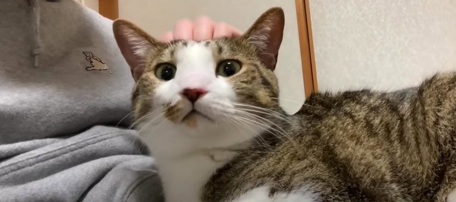 元保護猫ちゃんたちとお留守番♪ 突然、猫ちゃんからもらったプレゼントとは？