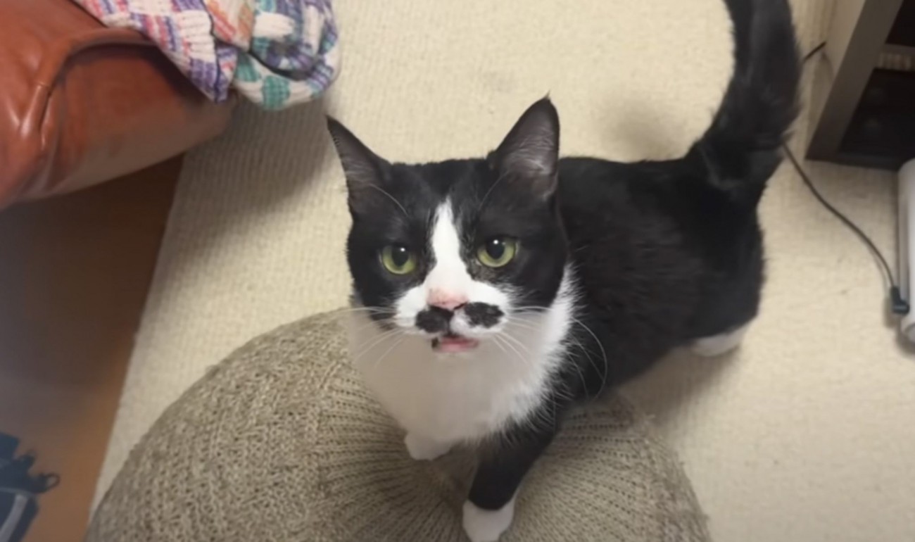 ごはんの時間が待ちきれずにキッチンにやってきた猫→『ごはん食べる？』と話しかけると…100点満点な相槌が可愛すぎると反響「笑みがこぼれた」