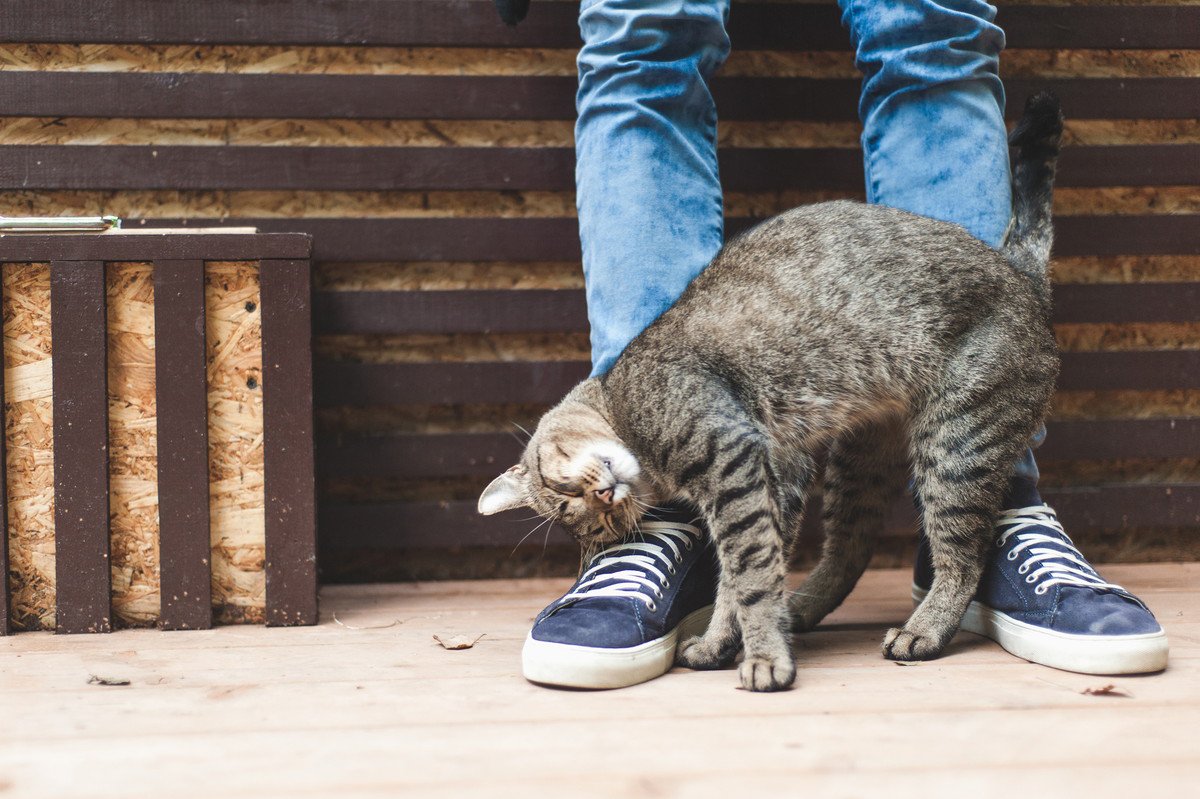 猫が飼い主に『スリスリ』する時の5つの気持ち　してもらうにはどうしたらいい？