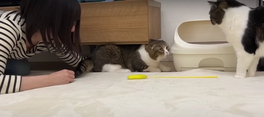 出てきて〜！爪切りが嫌で隠れた猫くん