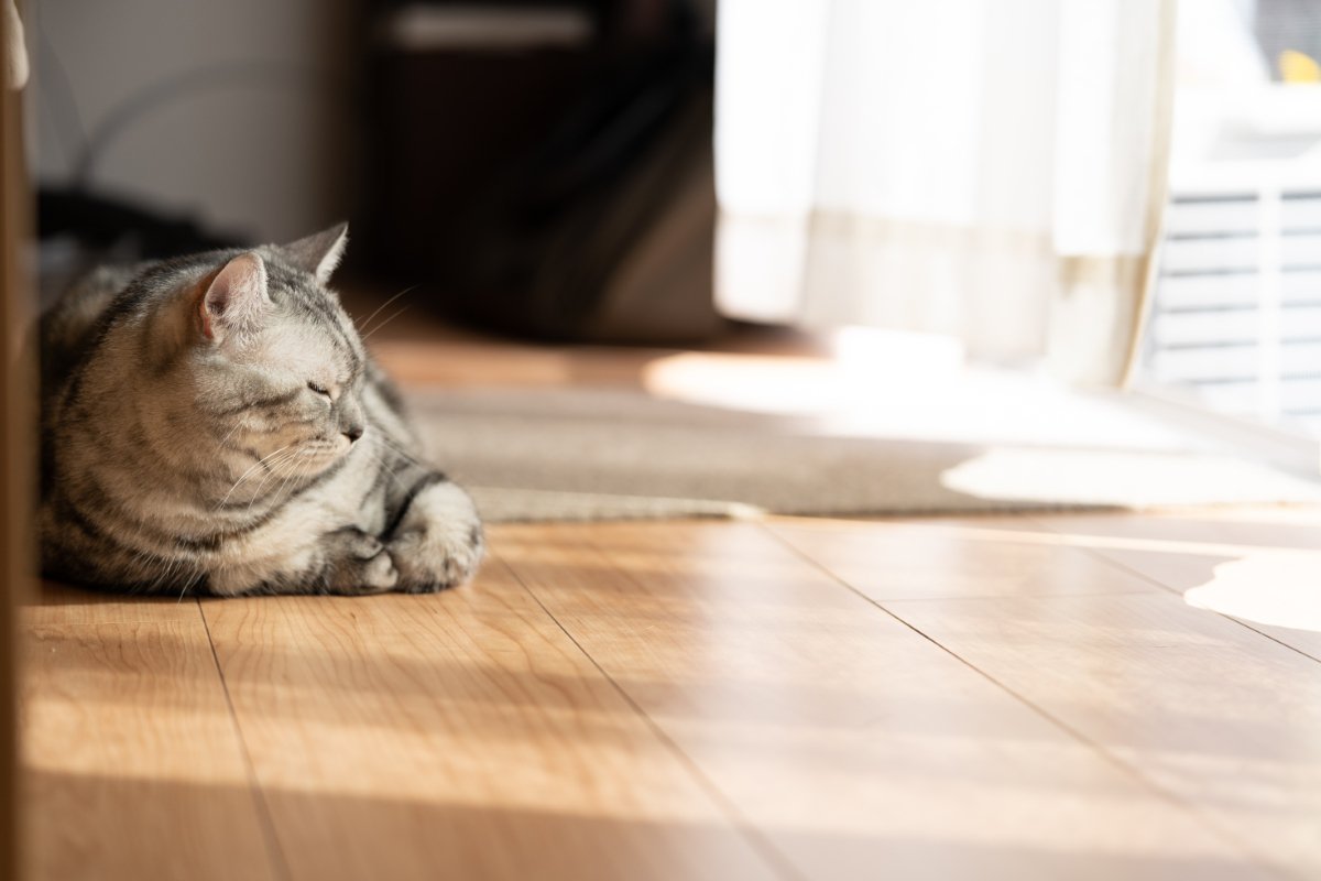 猫が思わず『ゴロゴロしてしまう場所』5選　居心地よく過ごせる条件や環境づくりのコツ