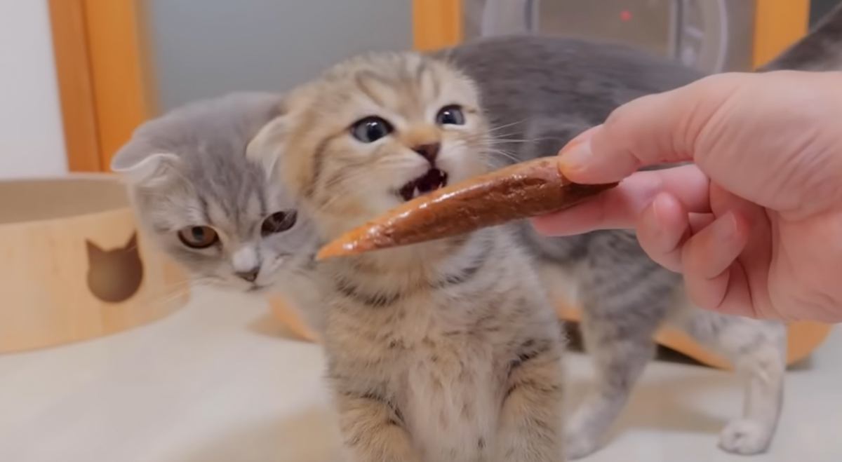 子猫にはじめて『カツオ』を与えてみたら…"想像以上の反応"が可愛すぎると悶絶の声続出！「本当にかわいい」「ぬいぐるみみたい」