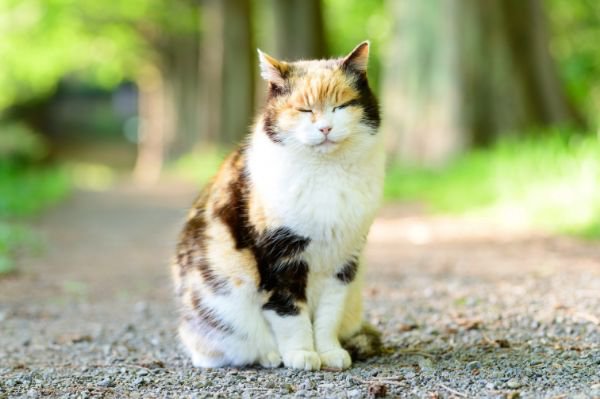 猫の進化の歴史とは？祖先となった動物や人間と暮らすまでの過程