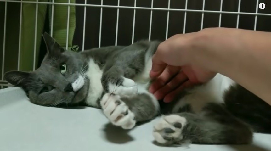 突然庭に現れたグレーの猫…地域猫から保護猫へ転身！