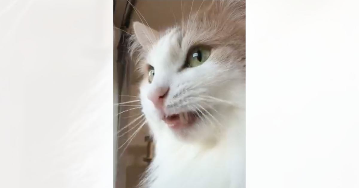 クラッキングする猫を撮影→カメラのほうに視線をくれたかと思ったら、次の瞬間…『可愛すぎる動き』に3万いいね「アニメのOPとかでありそう」