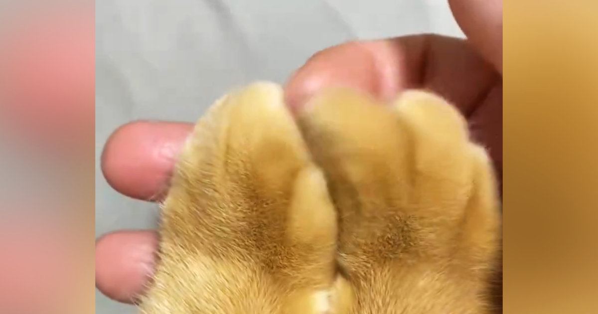 『猫の指先』をなぞってみたら…思わず触りたくなる『最高の光景』に８万いいね「夢のような眺め」「うわぁ気持ちよさそうｗ」