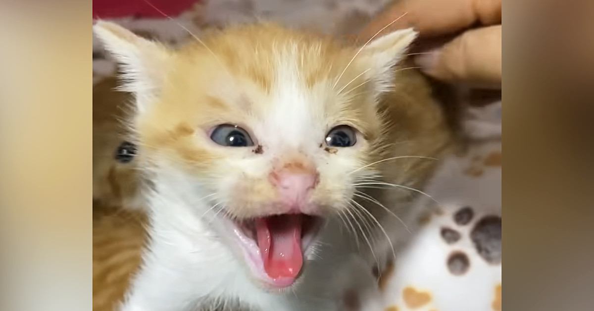 姉妹を守るように威嚇していた子猫が、数日後…同じ猫とは思えない『驚きの変化』に「何があったのｗ」「小さいのに頑張ってたんだね」の声