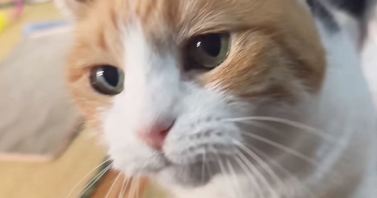 お留守番をしていた『三毛猫』→飼い主さんが帰ってくると……「信じられないくらい可愛い」「寂しかったんだね」たまらない光景に反響