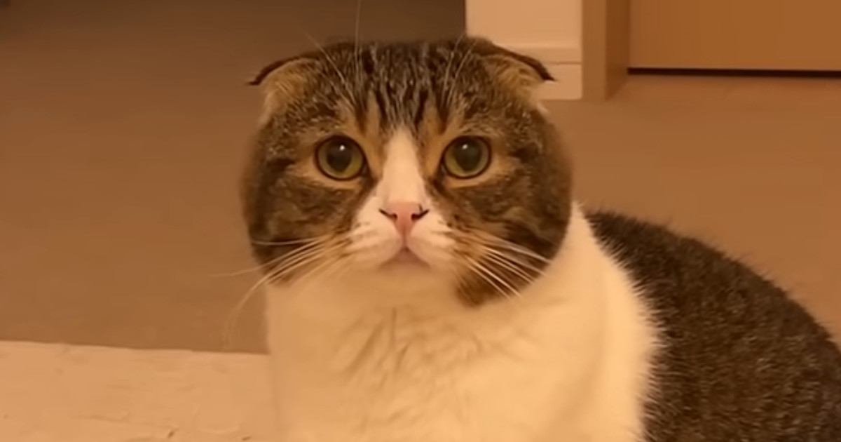不服そうにしていた猫→『どうしたの？』と聞いてみた結果…まさかの『わかりやすく拗ねる瞬間』が589万再生「人間と同じ」「可愛すぎ」