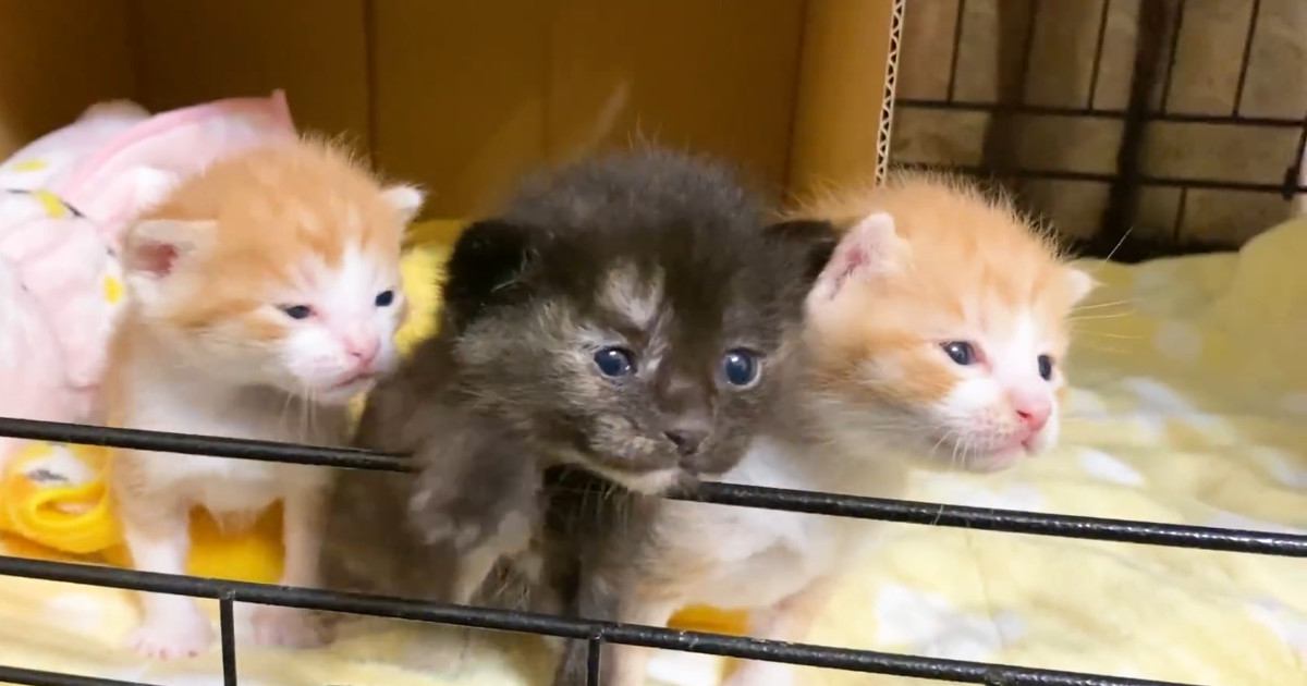 ケージを開けてもらった赤ちゃん猫たち→初めての『リビング』で…尊すぎる光景が12万再生「小さな大冒険ｗ」「愛おしい」