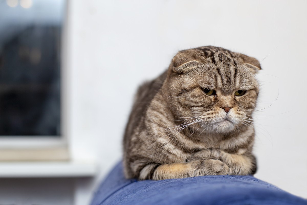 猫を白けさせる飼い主のドン引き行動4選