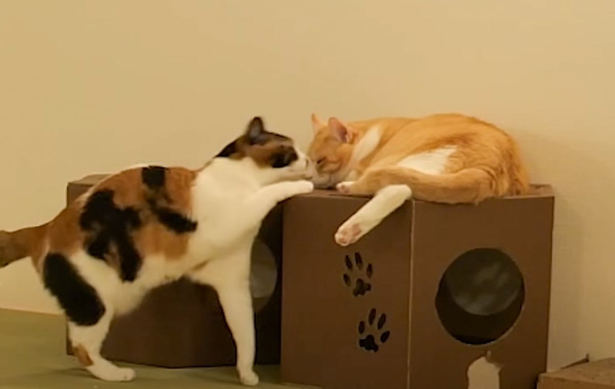 飼い主が寝ている間の猫たちを『モニタリング』した結果…あまりにも予想外な『衝撃の事件』に「撮れ高すぎるｗ」「めっちゃ笑ったｗｗ」