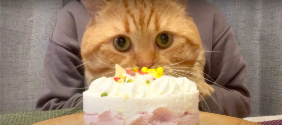 ケーキとおやつでお祝い！誕生日を迎えた猫ちゃん♡