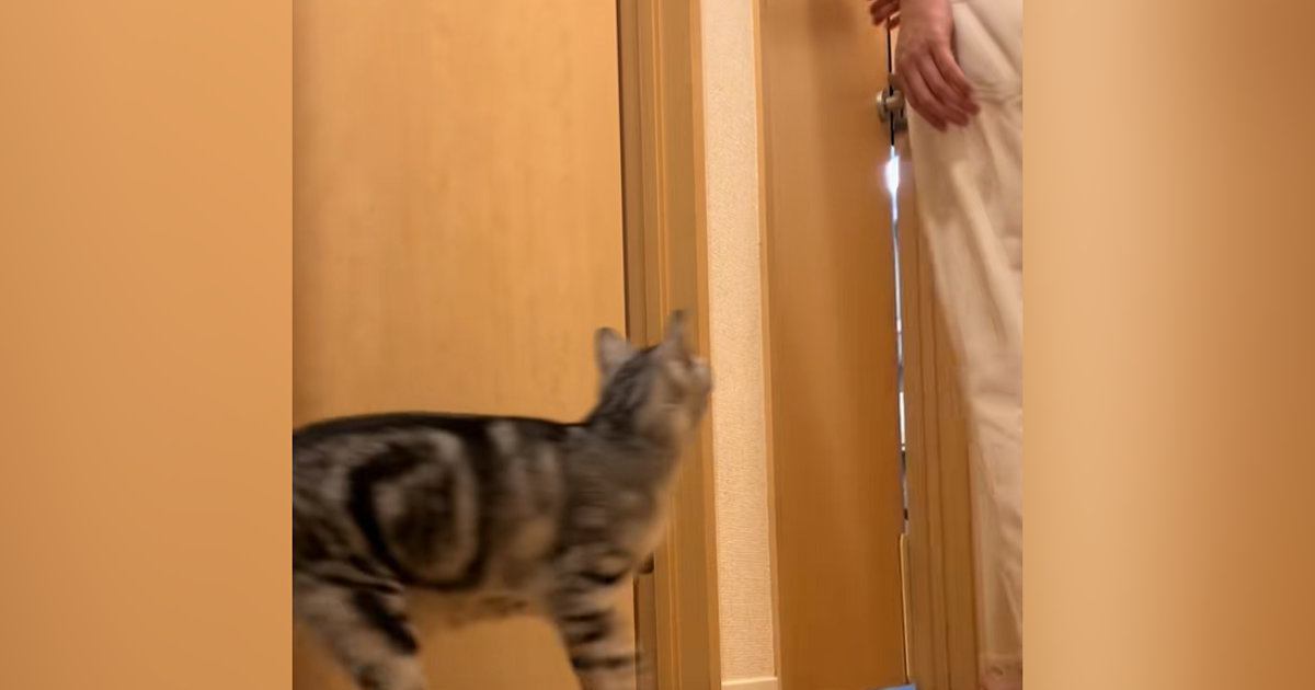 パパの後を追いかける猫→突然『置いてけぼり』にされてしまい…尊すぎる光景に「もう最高に可愛い」「意地悪したくなるのわかる」と69万再生
