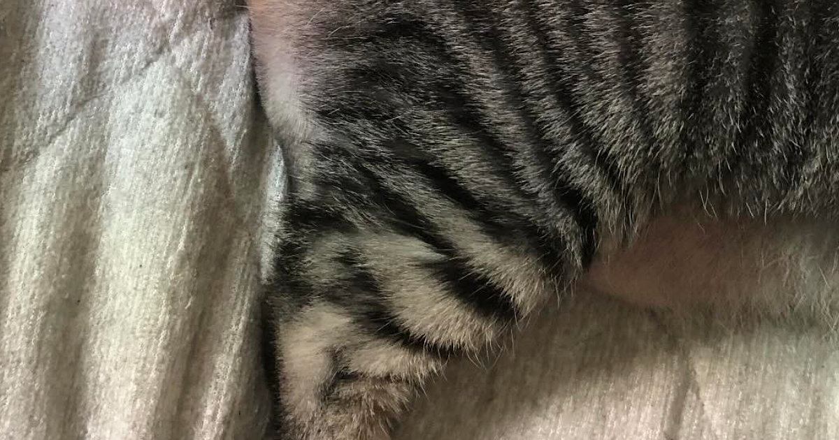 ネコの『おしり』をふと見たら、『まさかの光景』が……『奇跡的な瞬間』に爆笑する人が続出「お茶吹いたｗｗ」「擬音はファーかなｗ」