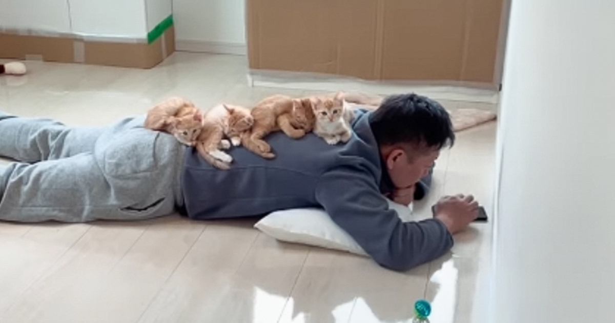 『茶トラの子猫4兄妹は俺がほぼ育てた』と豪語するパパ→子育ての様子を見てみると…まさかの光景が61万再生「もうママｗ」「なんて羨ましい」