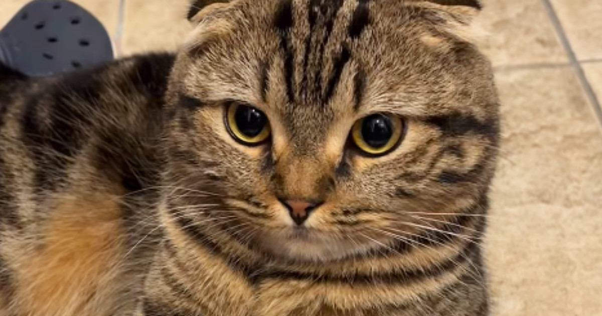 「一緒にお出かけしたいｗ」玄関にいる『猫の様子』を見たら…思わず笑う『まさかの光景』が30万再生「ぶかぶかｗ」「大きな手袋みたいｗ」