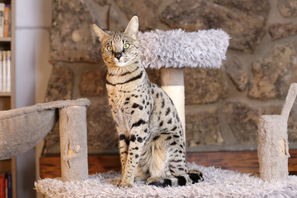 【獣医師監修】サバンナキャットってどんな猫？特徴や性格から飼う前の注意点・価格相場まで徹底解説
