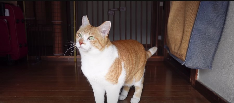 ゲートを突破！ママさんの姿が少し見えないだけで懸命に探す猫ちゃんにキュン♡